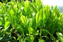 秋天最适合喝什么茶？